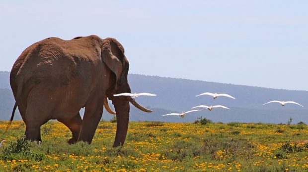 Voyage en Afrique